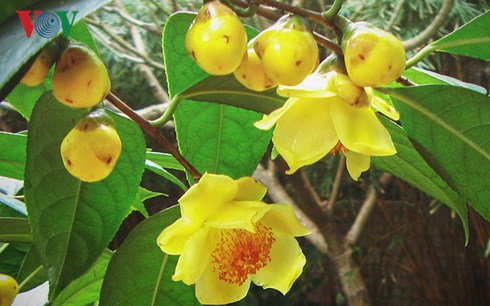 Trà hoa vàng là loại dược liệu quý của vùng núi Ba Chẽ, Quảng Ninh